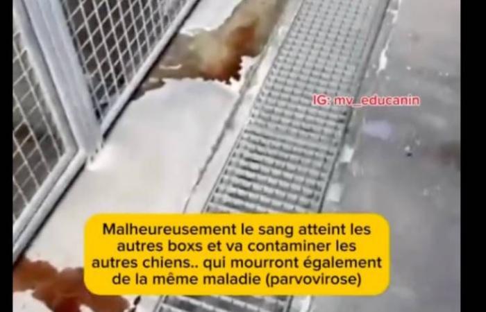 Massacre at the SACPA in Vaux-le-Pénil: An Urgent Call for Animal Protection