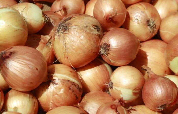 Senegal: onion imports will be suspended from Saturday January 25