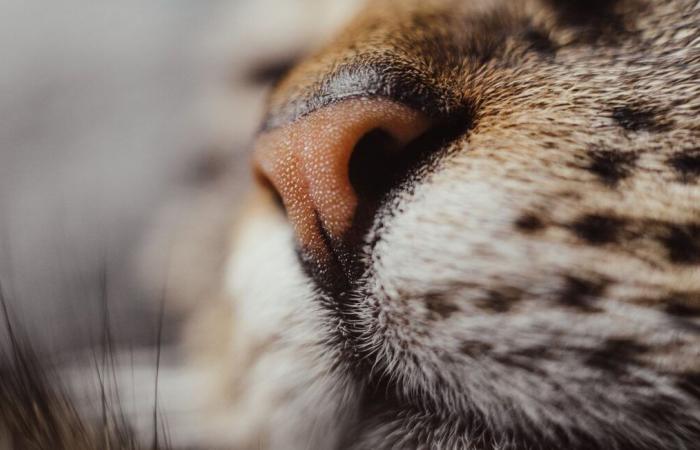 Cat forgotten in plane hold travels from New Zealand to Australia three times in 24 hours