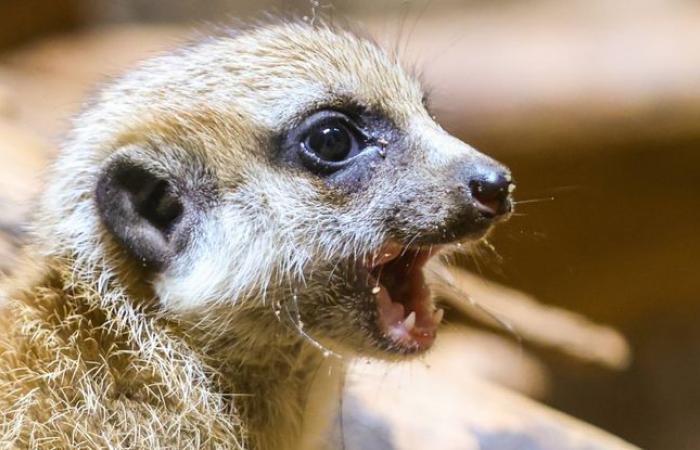 Meerkats and marmosets… Eight months in prison for the exotic animal lover