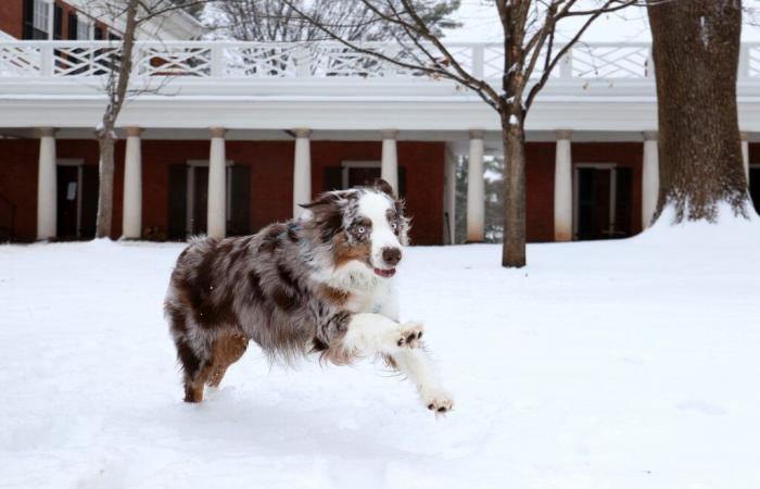 How Do You Keep Your Dog Safe in the Snow and Cold?