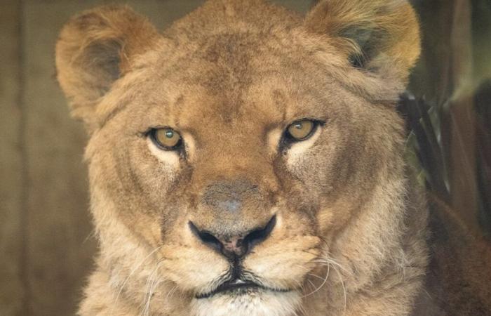 The “grandmother” lioness of Sikypark died