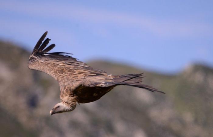 How biodiversity has become a major tourist asset