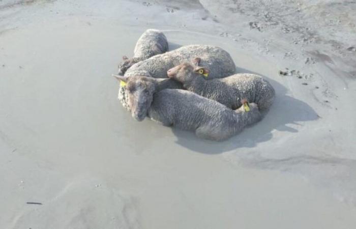 A wolf was seen in the bay of Mont Saint-Michel, sheep attacked