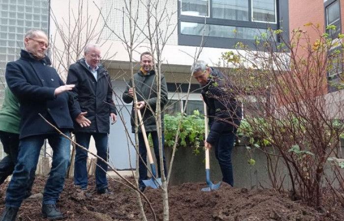 Paris greens its heritage to fight against heat islands