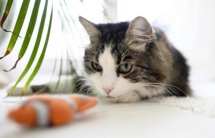 France: a cat reunites with its family eleven years after running away