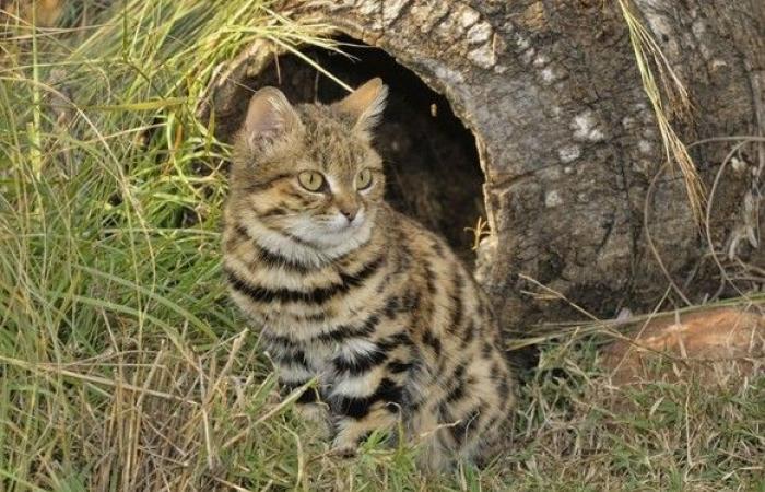 The black-footed cat is in danger