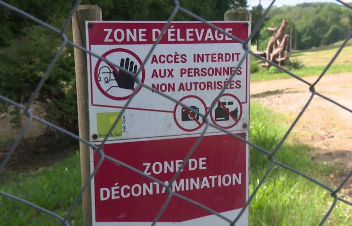 An outbreak of avian flu detected in Dordogne