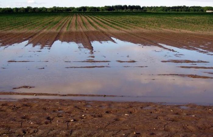 Showers threaten French crops again