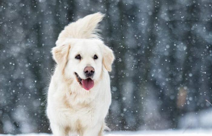 RHSPCA sees influx of dogs amid winter weather