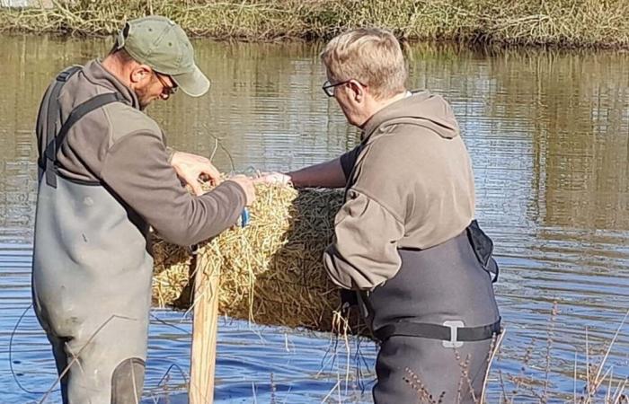 Deux-Sèvres: “Balance your nest!”, hunters taking care of the avifauna of wetlands