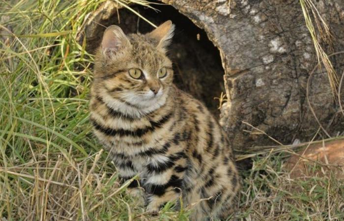 The black-footed cat is in danger