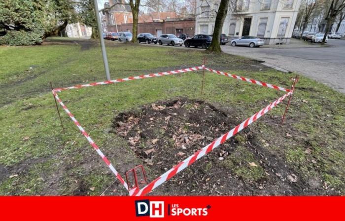 Tournai: The gorilla hole in Brassens Park will soon be filled in while waiting for what happens next