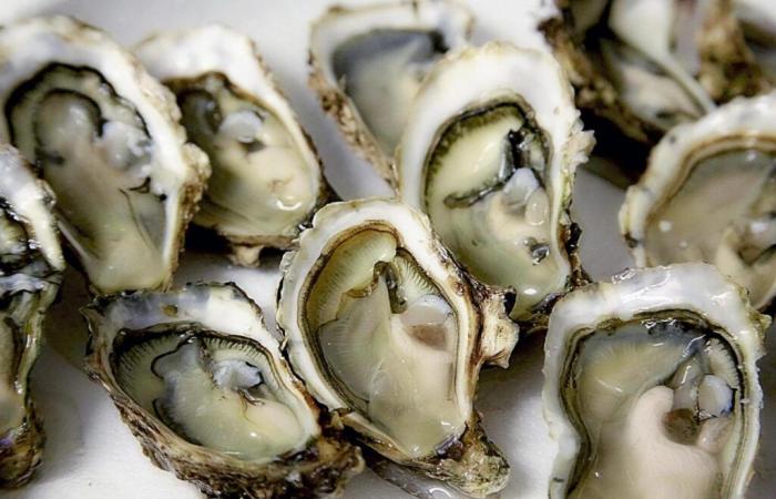 Can oysters end the superbug crisis?