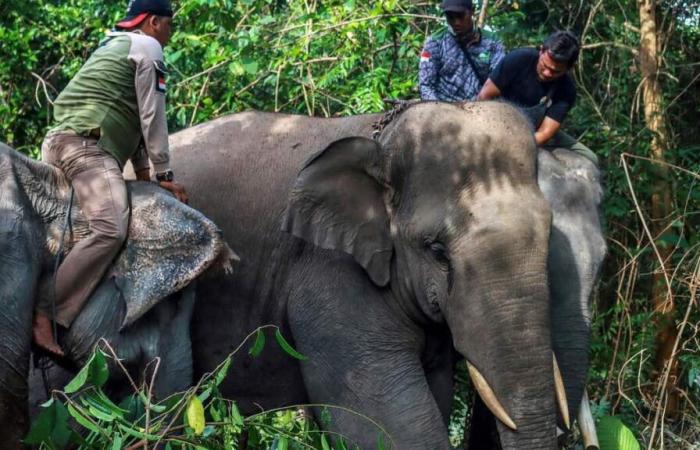 “Imprisoned” in a zoo: elephants are not humans, court rules