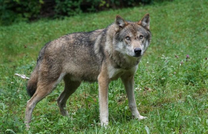 A wolf filmed in the middle of a French village in the south of France – Chasse Passion