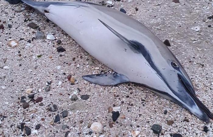 A dolphin found dead in Cancale: “It is not part of the group saved from stranding