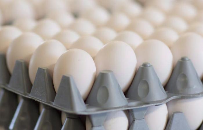 Egg recall in Canada: here’s how to spot foods that could be contaminated with salmonella