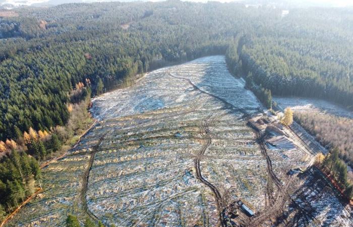 Thousands of trees felled, a gaping hole in the forest and a halted industrial zone project in this commune of Haute-Loire