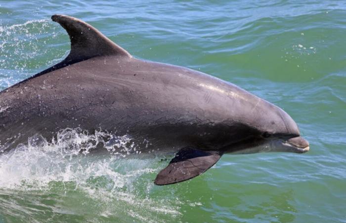 Fishing suspended again in the Bay of Biscay to protect dolphins