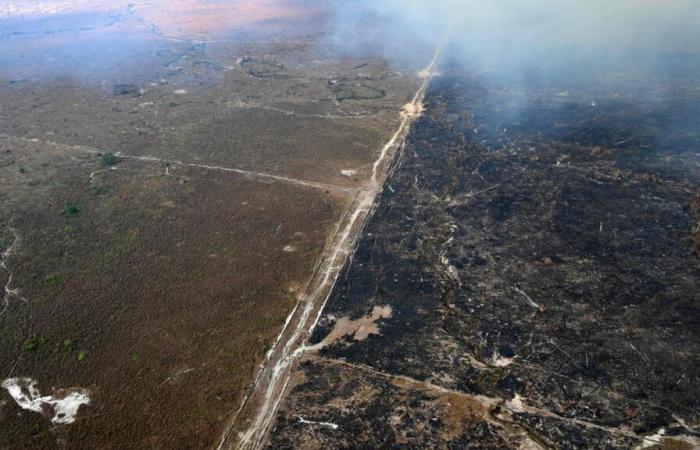 More than three-quarters of Brazil’s plant surface burned