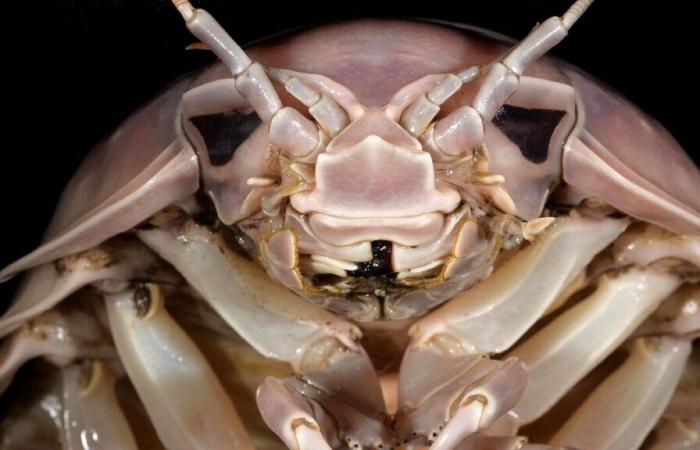 A giant sea woodlice nicknamed “Darth Vader” discovered off the coast of Vietnam