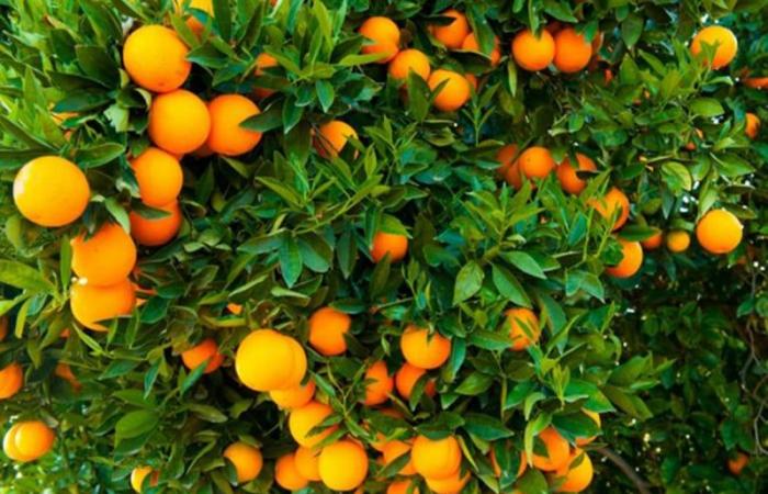 Significant increase expected in citrus production in Morocco