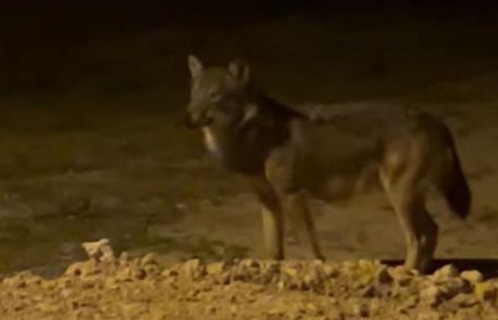 Filmed by a resident in the middle of the night, did a wolf venture to the outskirts of Limoux, in Aude?