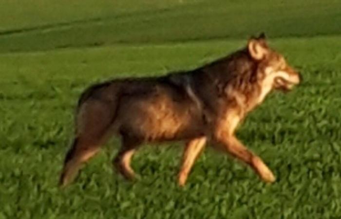 After the wolf attack in the Cher, the authorities of Indre vigilant