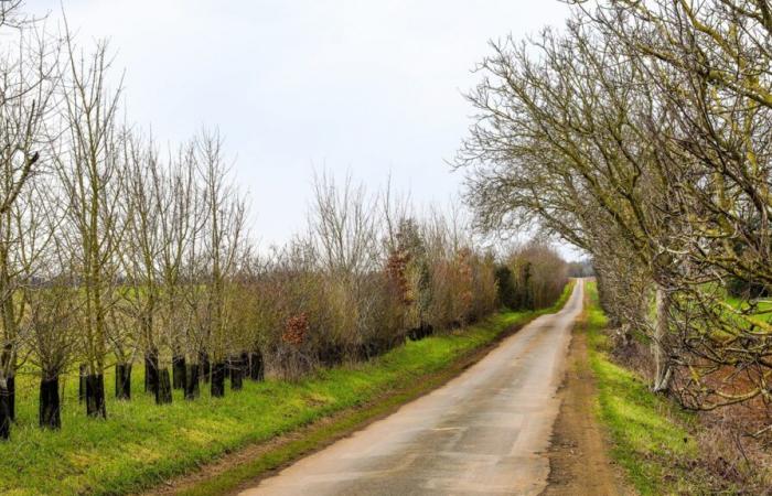 Prom'Haies is concerned about the impact of the deployment of optical fiber on hedges