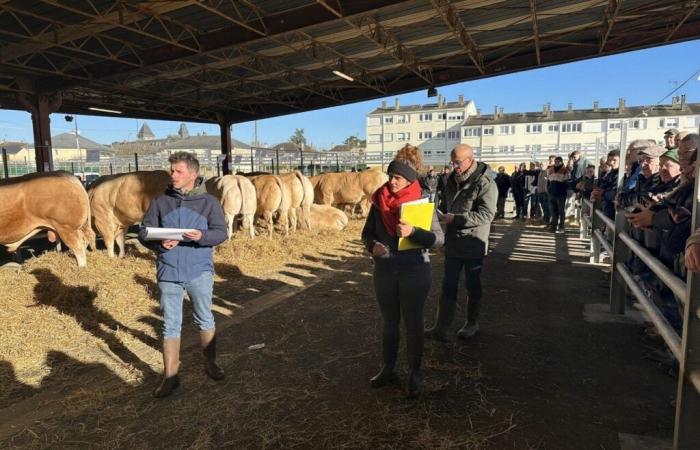 In Mayenne, it was the race at the Agricultural Show for Blondes d'Aquitaine breeders