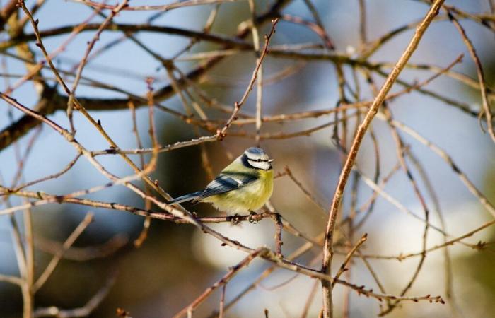 Hérault. National garden bird count: all out!