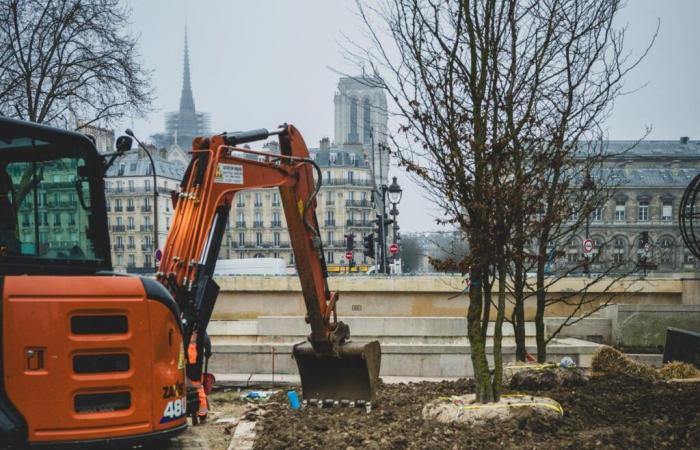 what is the real impact of urban forests?