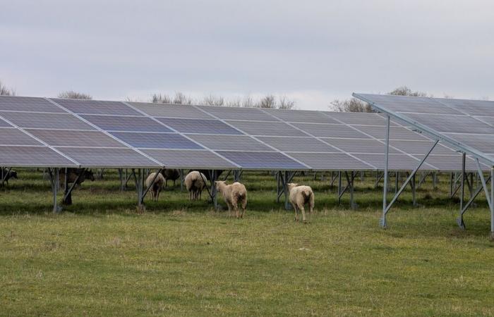 This French military wasteland converted into an agrivoltaic meadow delivers its first lessons