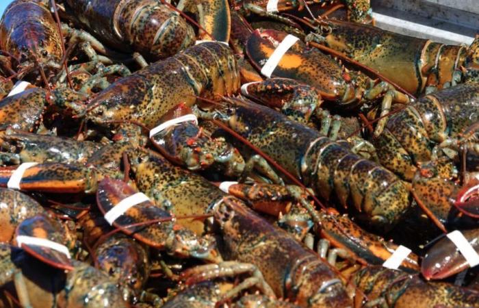 Race against time for the Islands Fishermen’s Cooperative – Portail des Îles de la Madeleine