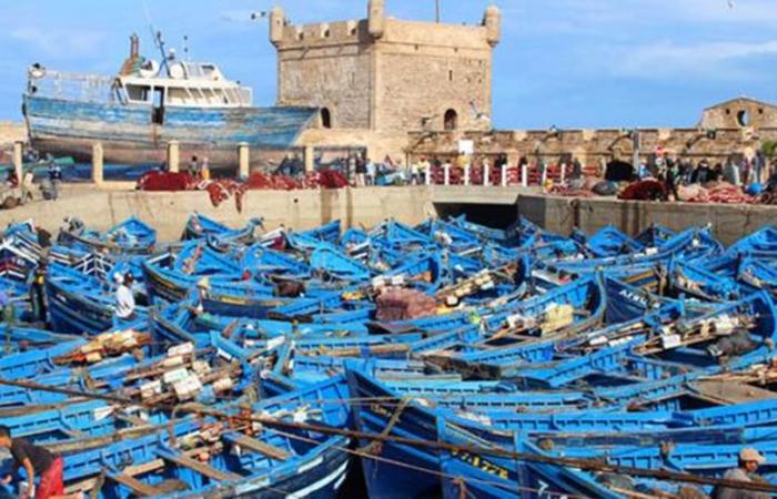 Fishing in Essaouira: A record year with +25% landings