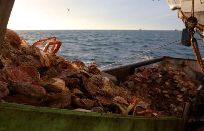 Soon a factory in Calvados to grind empty scallops and recycle them