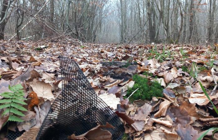 Tons of plastic pollute the forests of Yvelines