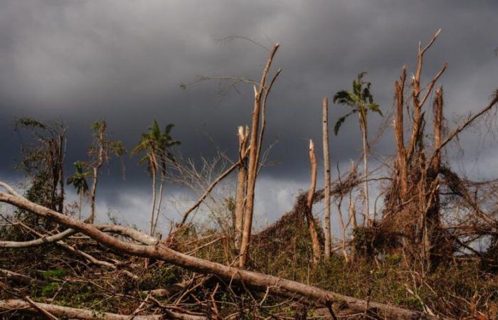 What restoration of the forests of Mayotte, a global biodiversity hotspot, after Cyclone Chido?