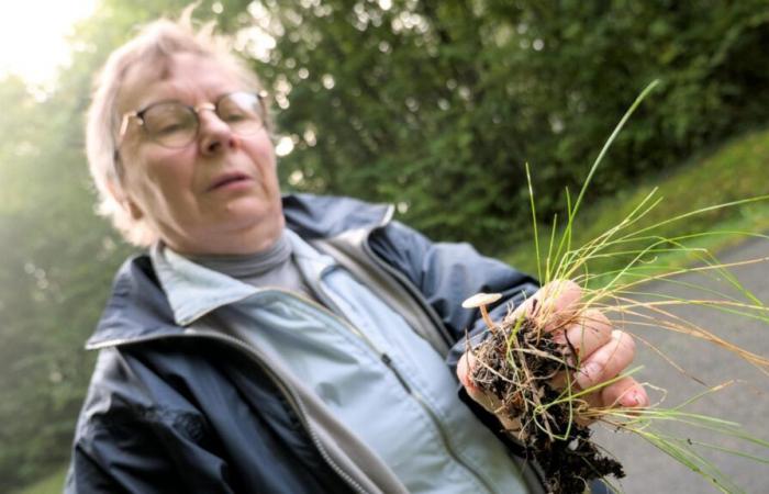 Laurence Tavenon elected president of the Nord-Deux-Sèvres mycological society