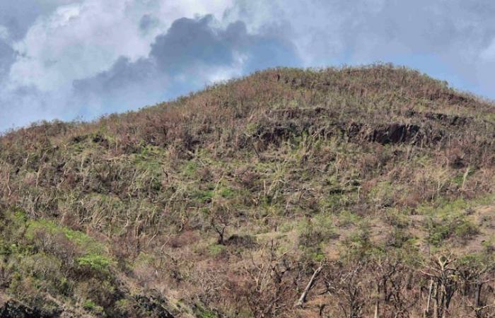 What restoration of the forests of Mayotte, a global biodiversity hotspot, after Cyclone Chido?