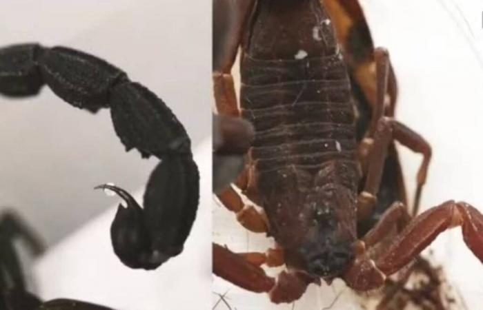 Discovery in Colombia of a new species of scorpion that “sprays” venom! Should we be worried?