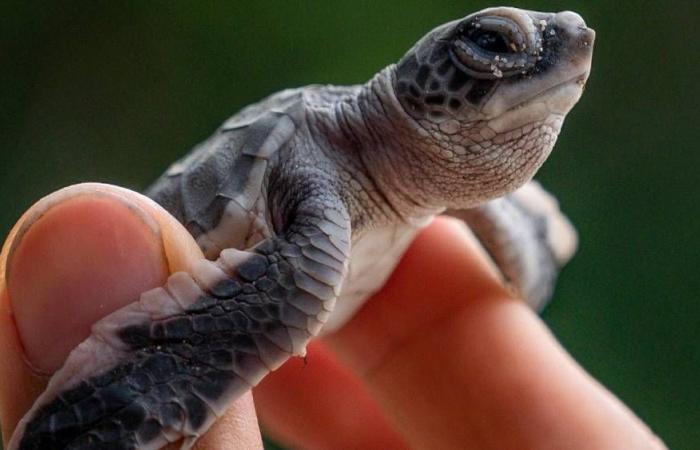 Rare birth of an albino turtle in Drôme