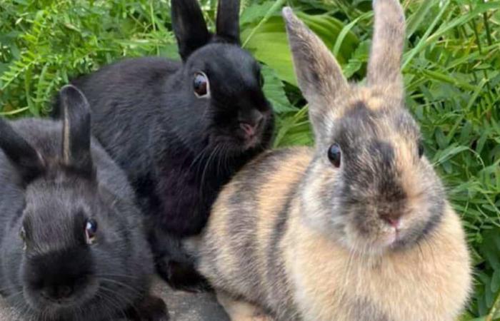 Suspected rabbit serial killer arrested in Japan