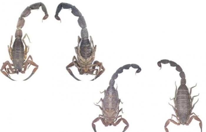 Discovery in Colombia of a new species of scorpion that “sprays” venom! Should we be worried?