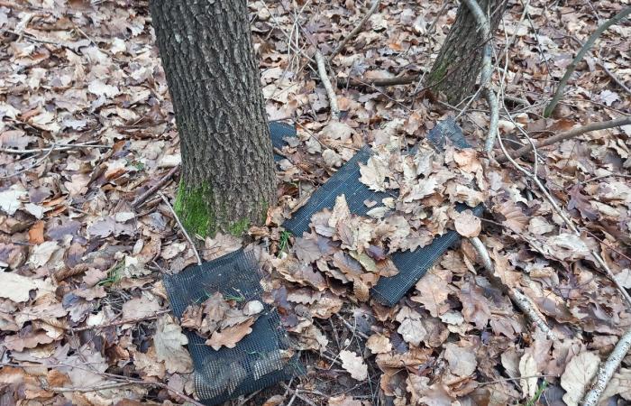 Tons of plastic pollute the forests of Yvelines