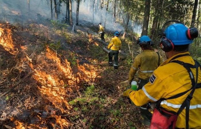 La Mauricie National Park at risk of fire in the future