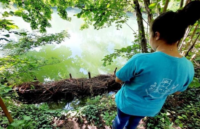 “It smelled very strongly for several kilometers”: significant pollution on the Marne in Nogent