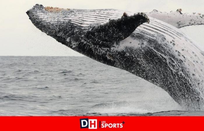 Why are humpback whales increasingly present off our coasts?