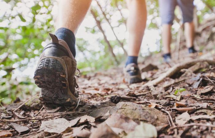 6 beautiful forests close to Montreal for walking